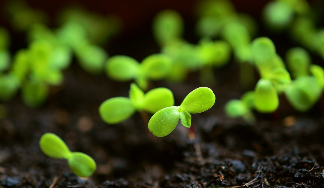 A Beginners gardening journey - Top 5 gardening projects for new gardeners
