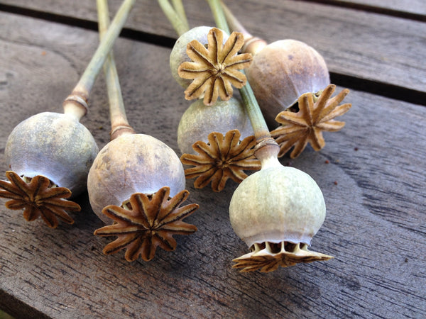 How to harvest seeds from your garden