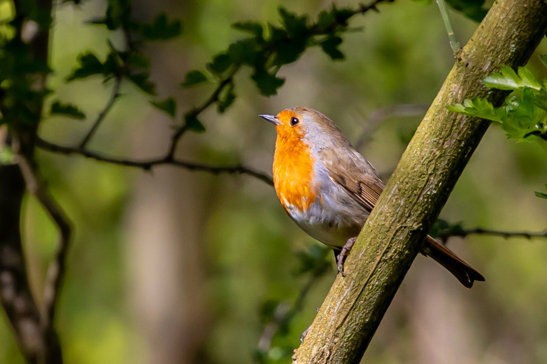 Caring for garden birds in the winter and make your own feeder - Gardenesque