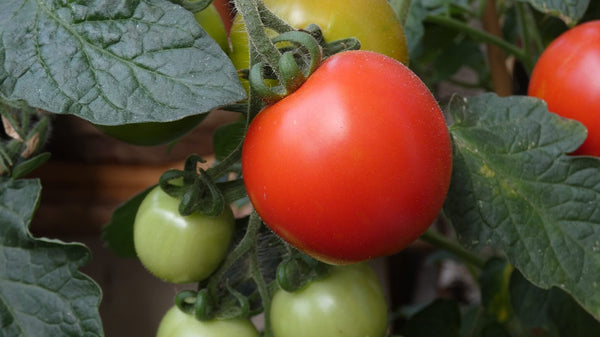 Five Creative Ways to grow tomatoes in your garden