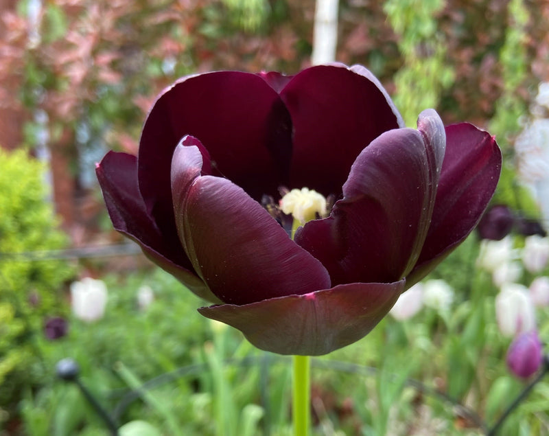 Spring into summer - May in the Garden