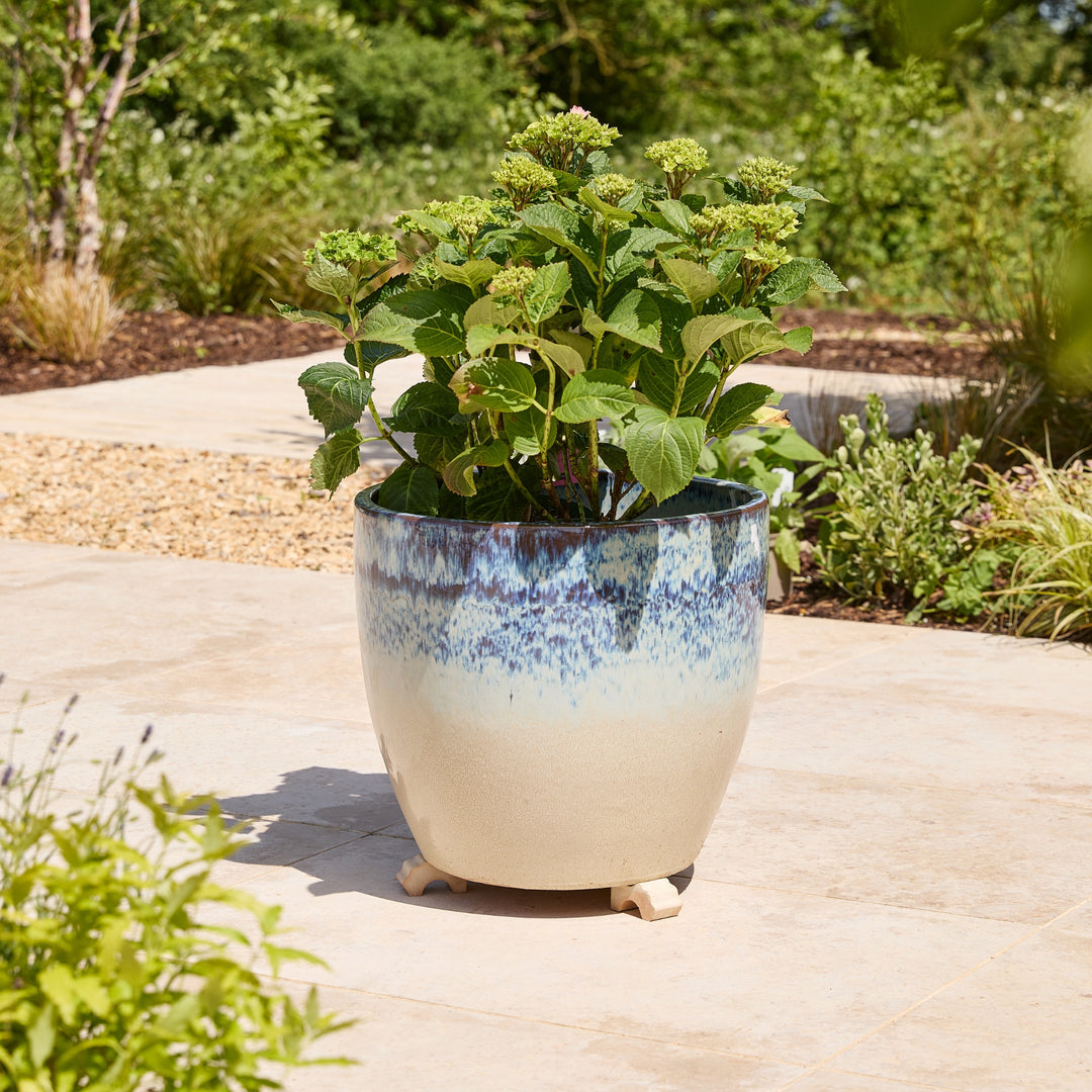 A large ceramic planter with a blue and cream glaze, containing a green hydrangea plant, set on a light stone patio in a garden.