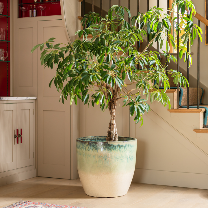 Celine | Indoor Plant Pot