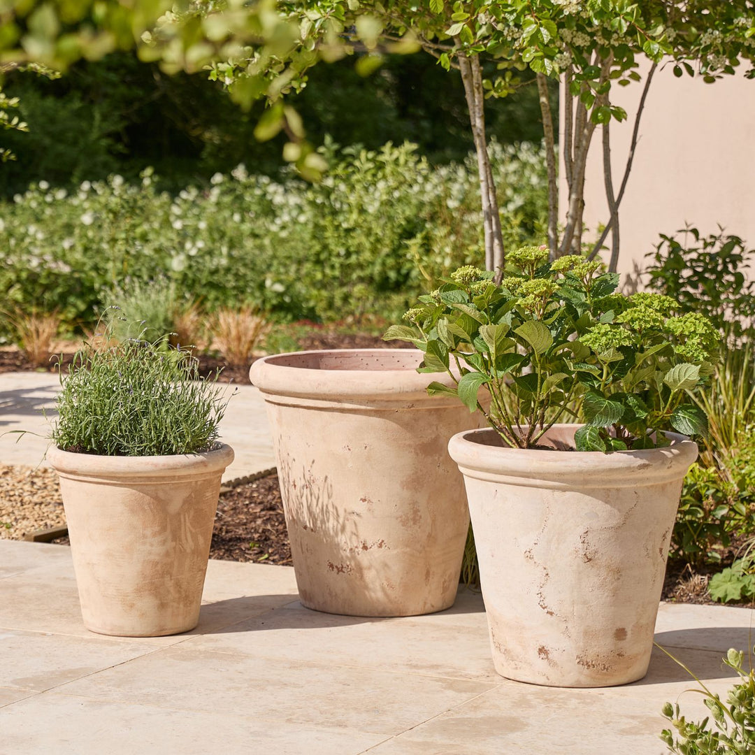 Three terracotta pots with plants on a patio