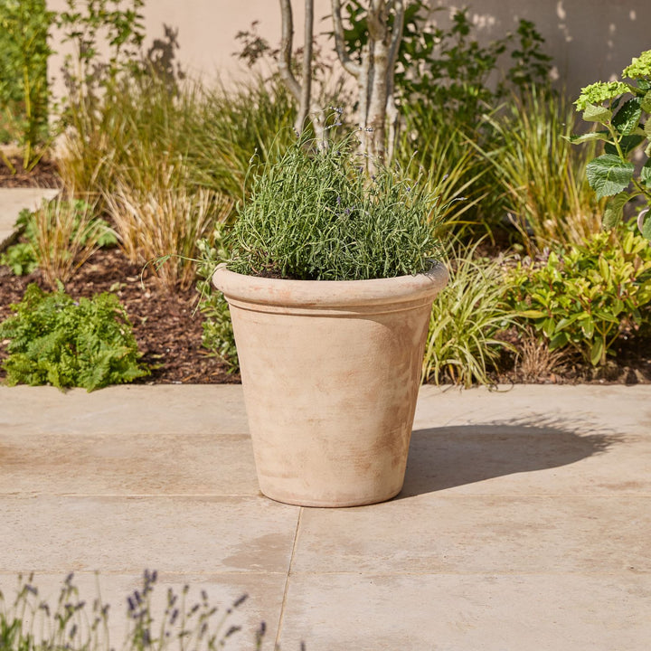 Terracotta pot with green plants on a patio