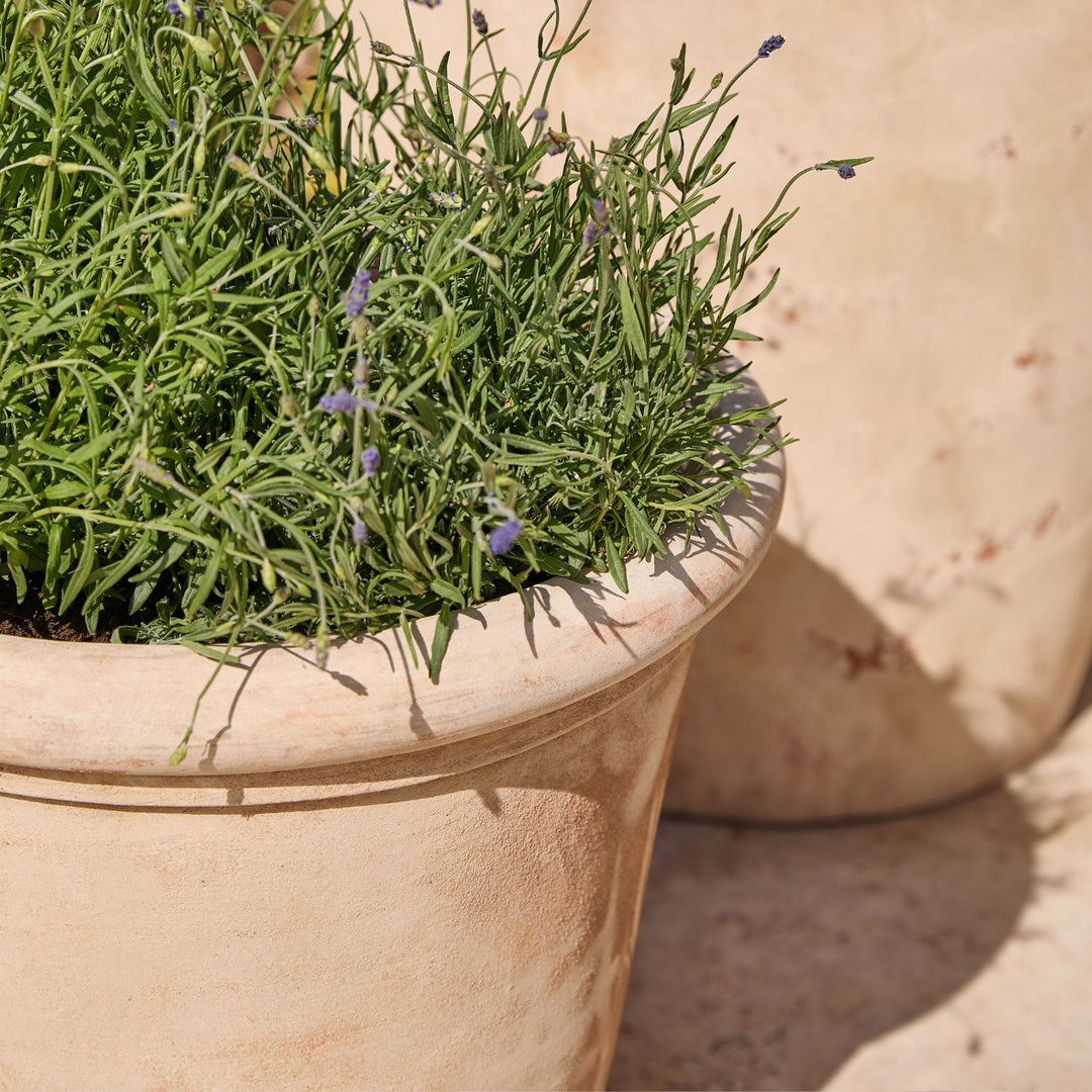 Clayton Antique | Terracotta Plant Pot