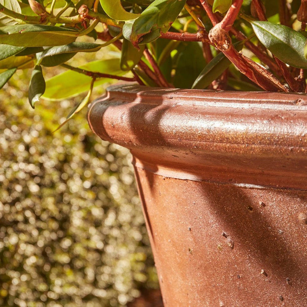 Close-up of a terracotta pot with green foliage in the background