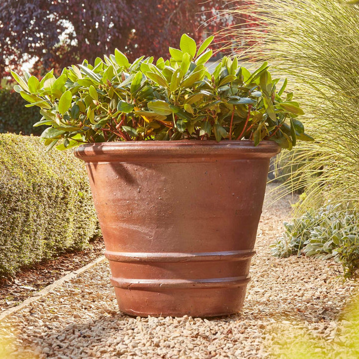 Terracotta pot with green plants on a garden path