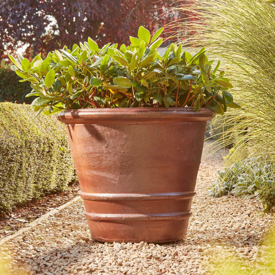 Terracotta pot with green plants on a garden path