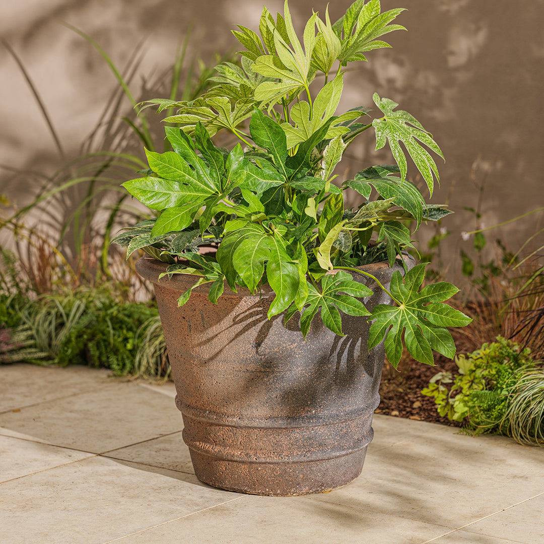 Large garden plant pot with lush green foliage, styled on a tiled patio. The extra large terracotta pot features an aged stone finish, ideal for trees or statement planting outdoors.
