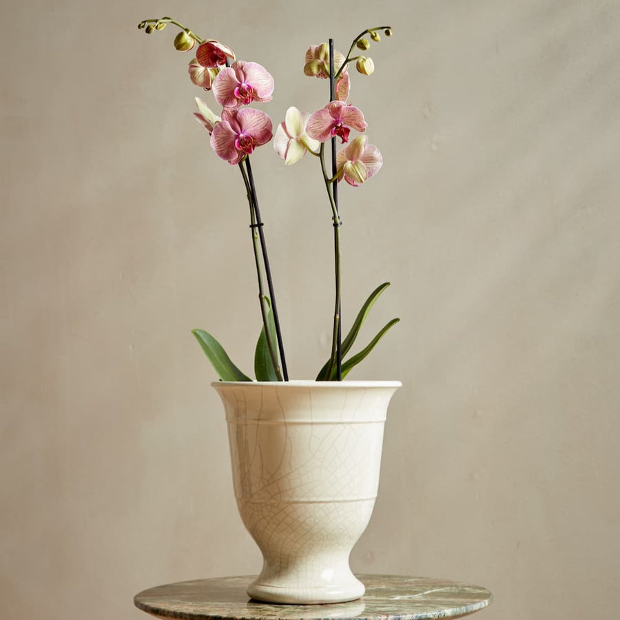 The Marta Indoor Pot, an elegant cream ceramic planter with a high shine crackle glaze, displayed with pink orchids. Handcrafted in Portugal for a timeless look.
