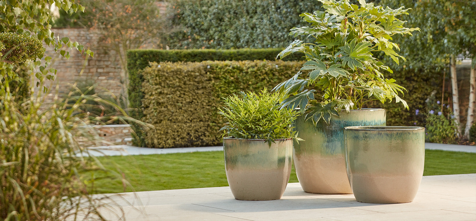 Three potted plants in matching pots on a patio with a garden background