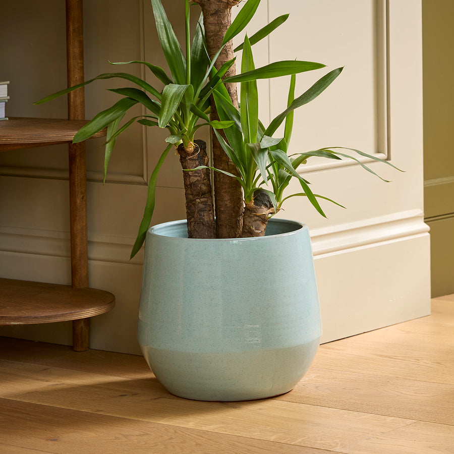Yucca tree potted in a light blue indoor pot on a wooden floor with a neutral wall background