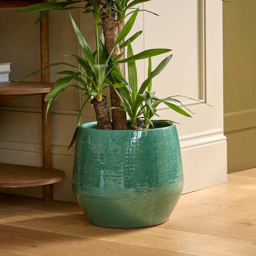 Yucca tree potted plant in a green ceramic glaze  indoor plant pot on a wooden floor with a neutral background