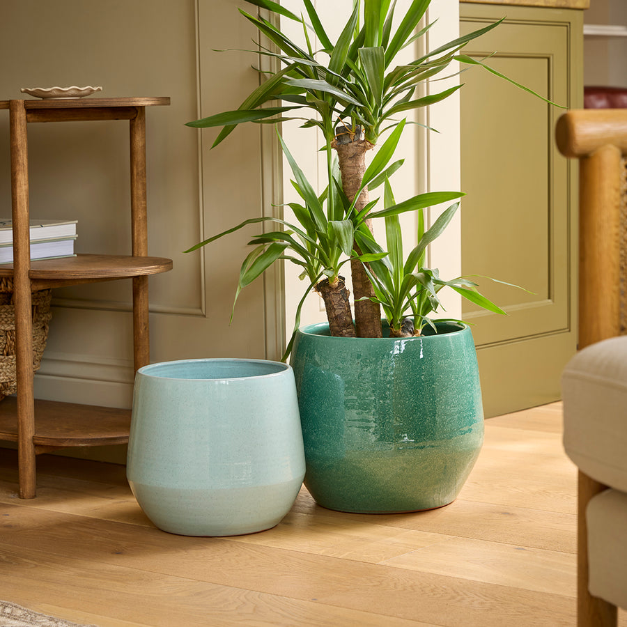 Two large indoor potted plants on a wooden floor with a neutral-colored wall and furniture in the background.