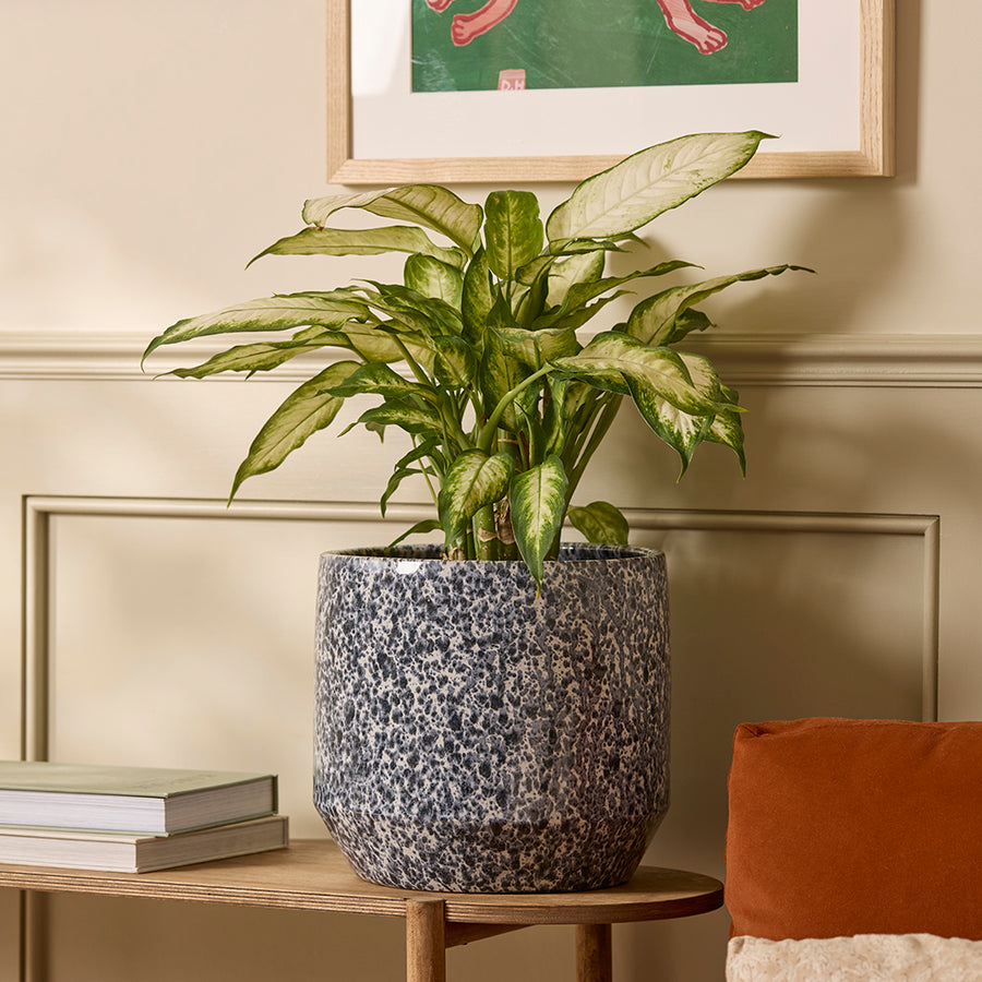 Lotte Indoor Plant Pot with a deep blue glaze mottled with an off white and light blue finish, styled in a modern interior with a plant.