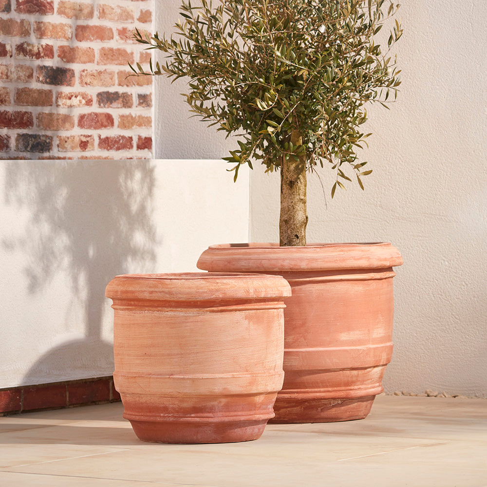 A pair of barrel shaped italian terracotta plant pots, one planted with a thick trunked olive tree, sat on a Mediterranean patio