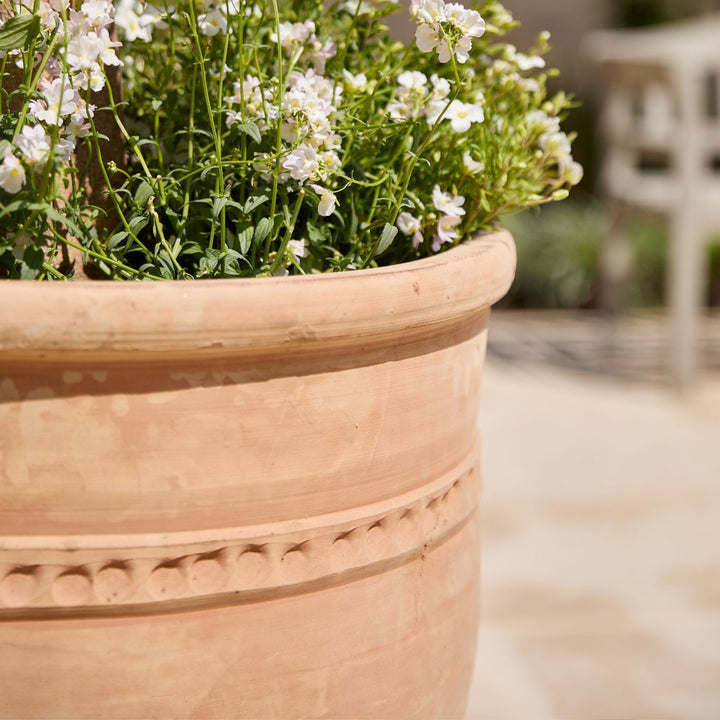 Terracotta planter with white flower underplanting an olive tree outdoors