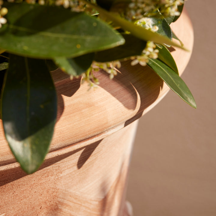Close-up of robust rolled rim details of the Gardenesque italian terracotta urn contrasting  ginast lush, delicate Mediterranean greenery