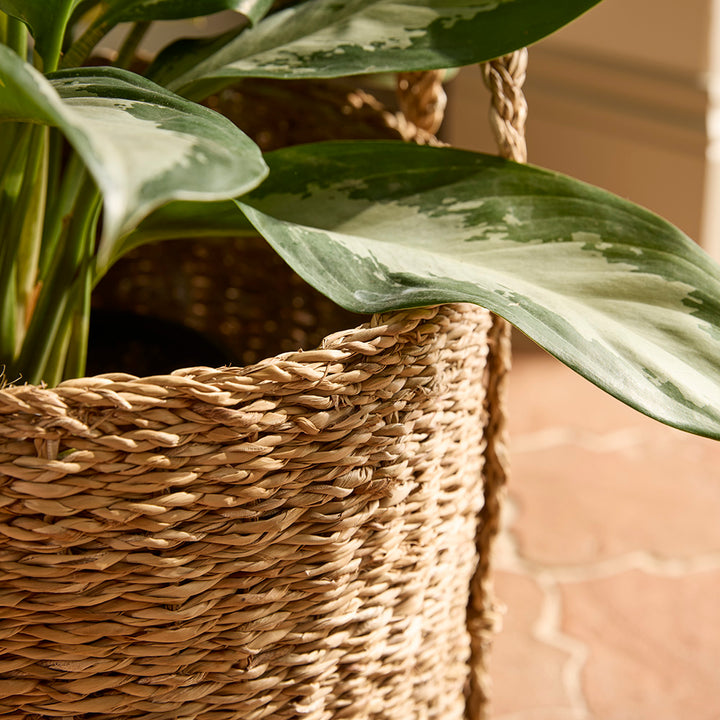 Green leafy plant in a woven basket with a blurred background