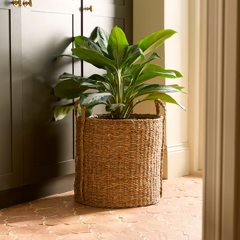 Potted plant in a woven basket on a stone floor with a neutral wall background
