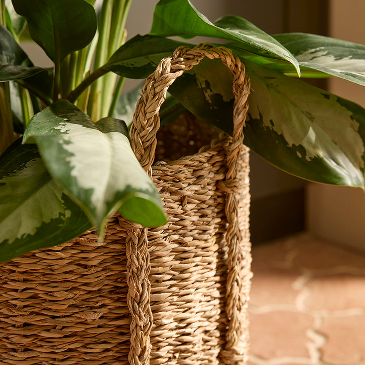 Woven basket with plants in a home setting
