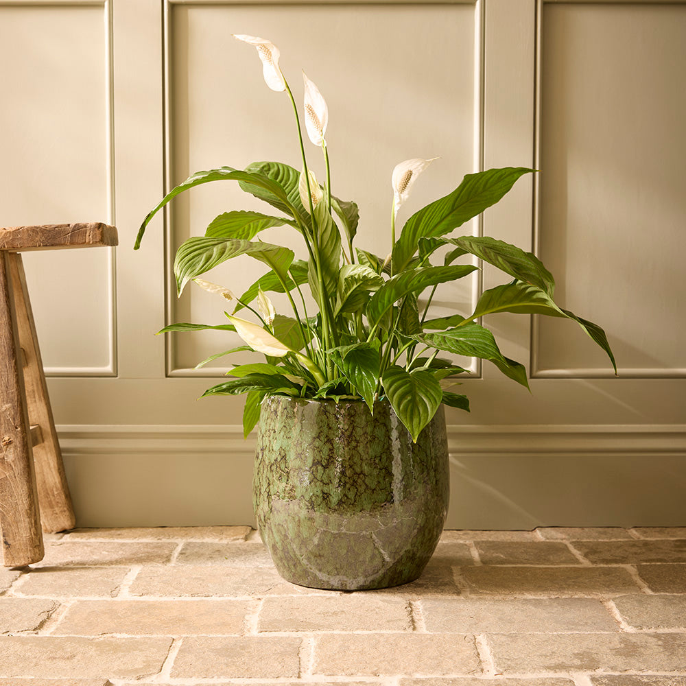Neve Ceramic | Indoor Plant Pot
