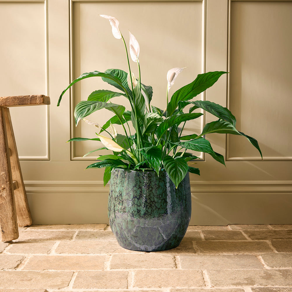 Potted plant with white flowers in a textured pot on a stone floor against a neutral wall.
