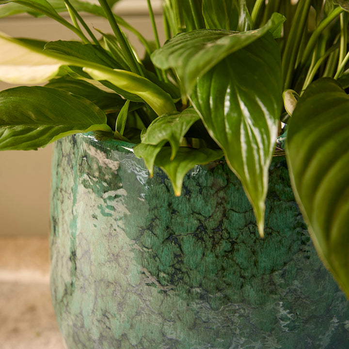 Green potted plant with textured pot on a neutral background