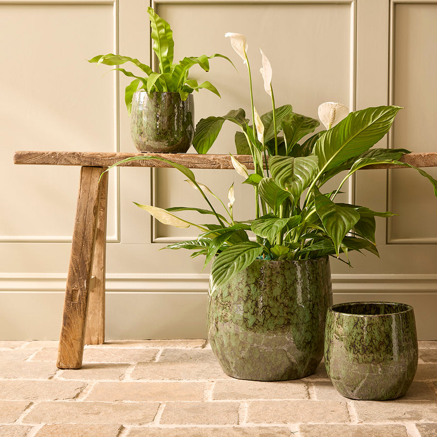 Neve Ceramic | Indoor Plant Pot