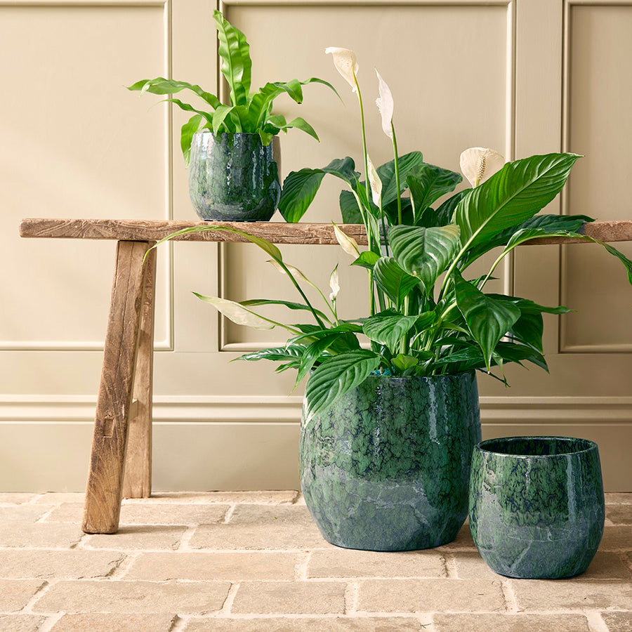 Three potted plants on a wooden stool against a beige wall.