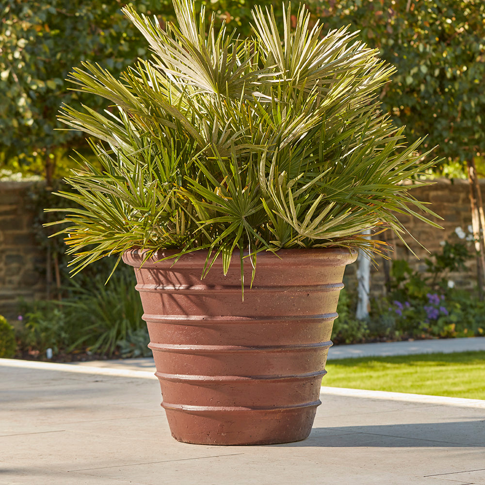 large garden ribbed ancient glazed plant pot in brown, filled with lush green palm plant, displayed in an outdoor garden setting