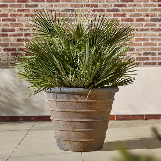 Large glazed plant pot with ribbed conical design in an old stone finish, planted with a lush palm, ideal for outdoor trees and tall plants, frostproof and weather-resistant.