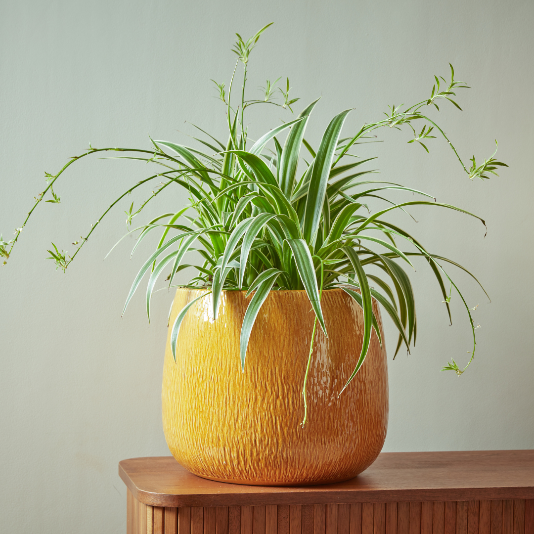 Ramada Indoor Plant Pot by Gardenesque