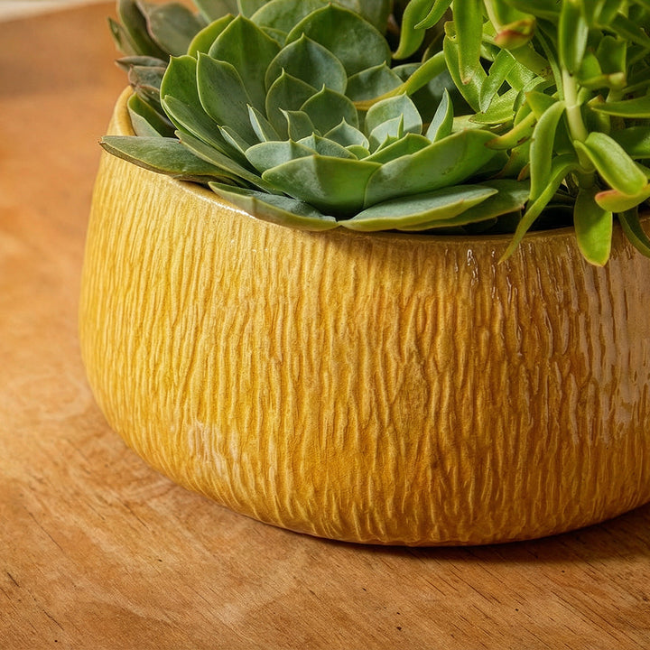 Green succulent plant in a textured yellow pot on a wooden surface