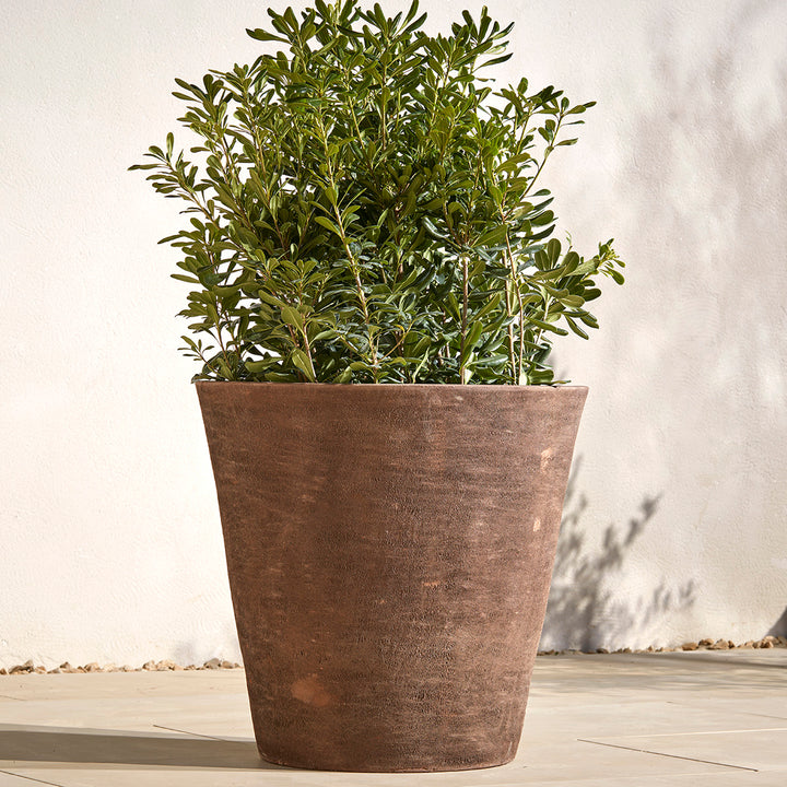 Large smooth terracotta garden pot with tapered design, planted with a lush green shrub and placed against a sunlit cream wall outdoors.
