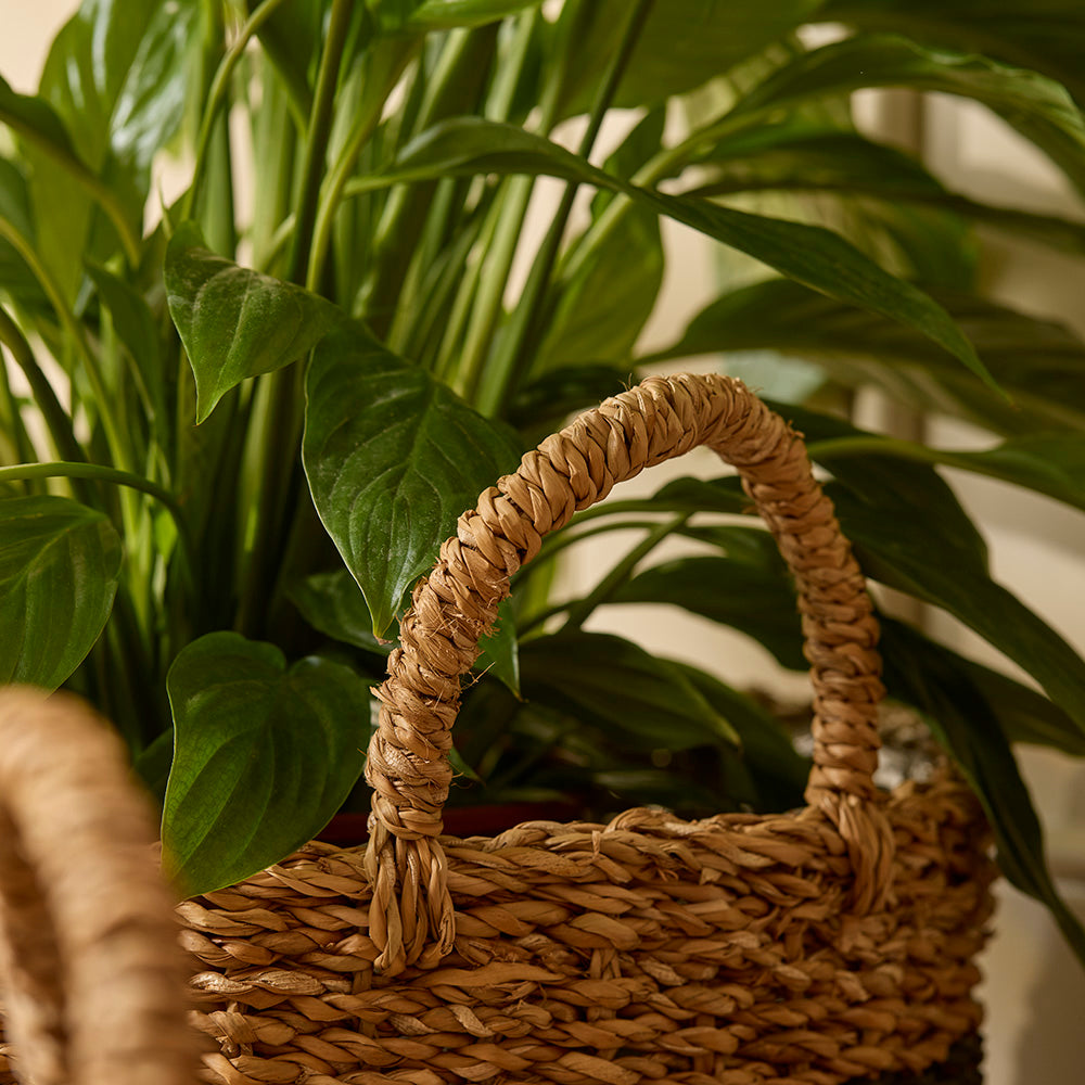 Woven basket with a plant inside, surrounded by green leaves.