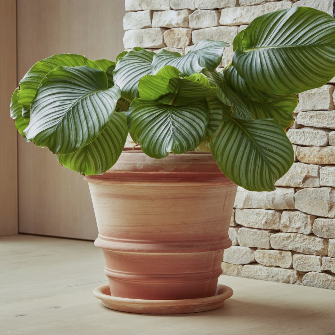 "A lush Calathea orbifolia plant with large, round, striped green leaves sits in a handcrafted terracotta pot with decorative ridges, accompanied by a matching saucer. The pot is placed on a wooden surface, set against a textured stone wall, creating a warm and natural interior aesthetic.