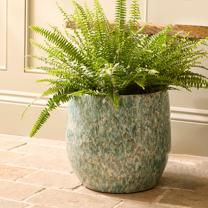 Green potted fern on a stone floor with a neutral wall background