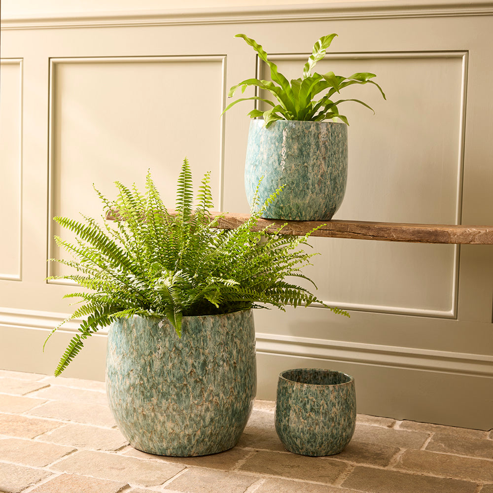 Three potted ferns on a stone floor with a neutral wall background
