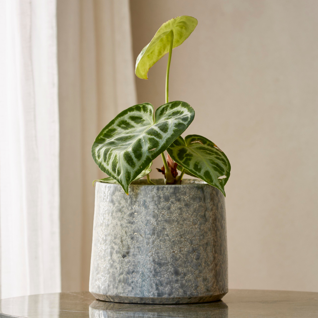 Side view of the Torres Indoor Plant Pot, highlighting its organic texture and gently curved rim.