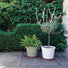 William morris glazed planter