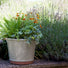 William Morris Cylinder | Part Glazed Planter