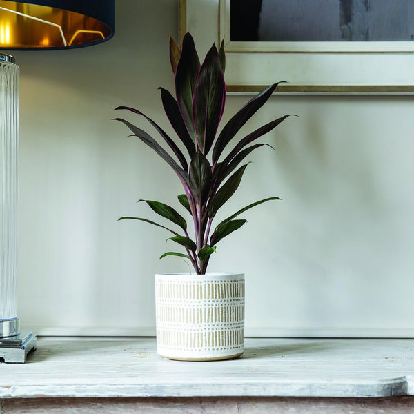 Finn Ceramic Indoor Pot Cover - Gardenesque