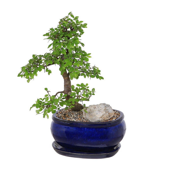 Dark Blue Ceramic Oval Bonsai Plant Pot with Dish - Gardenesque