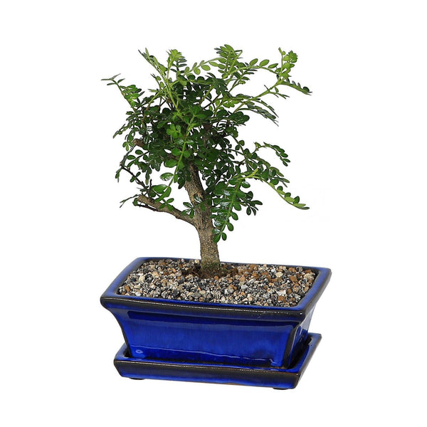 Blue Ceramic Rectangular Bonsai Plant Pot with Dish - Gardenesque