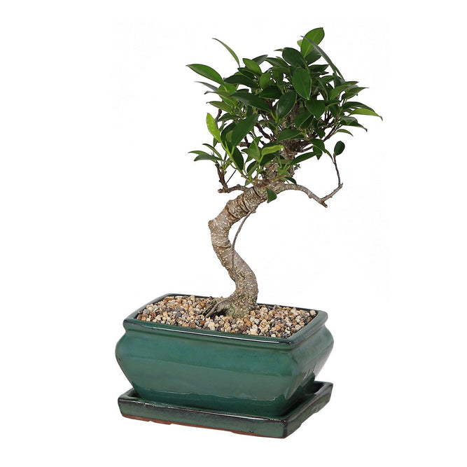 Kijiri Rectangular Bonsai Tree Plant Pots & Saucer Sets - 3 Sizes - Gardenesque