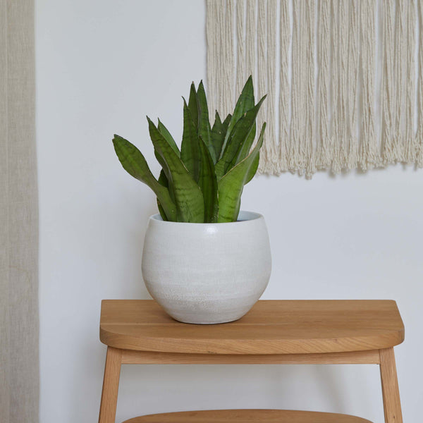 Freya Indoor white Plant Pot Large available at Gardenesque