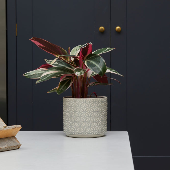 Glazed Indoor Ceramic Geometric Grey Plant Pot