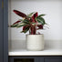 Glazed Indoor Ceramic Geometric Grey Plant Pot